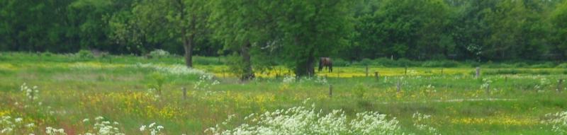 zomerweide